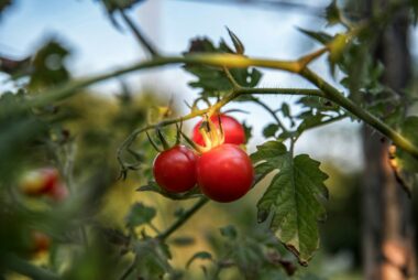 Pomidory w ogrodzie